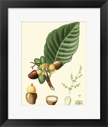 Framed Tropicals V Print