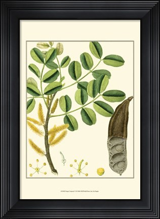 Framed Turpin Tropicals VI Print