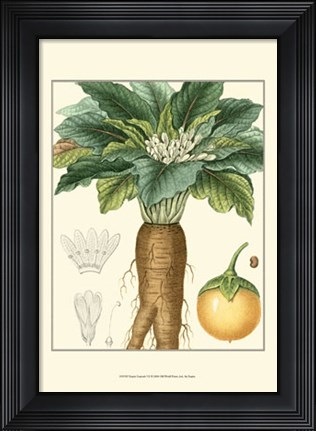 Framed Turpin Tropicals VII Print