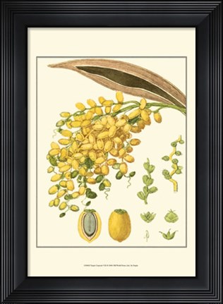 Framed Tropicals VIII Print
