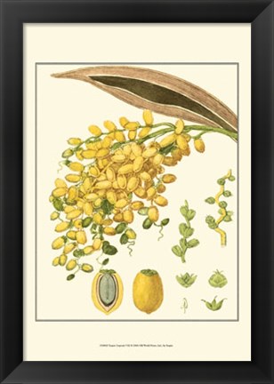Framed Tropicals VIII Print