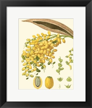 Framed Tropicals VIII Print