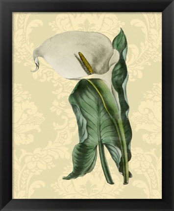 Framed Calla with background (A) Print