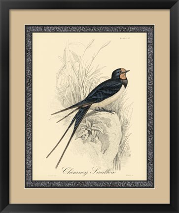 Framed Printed Chimney Swallow (A) Print