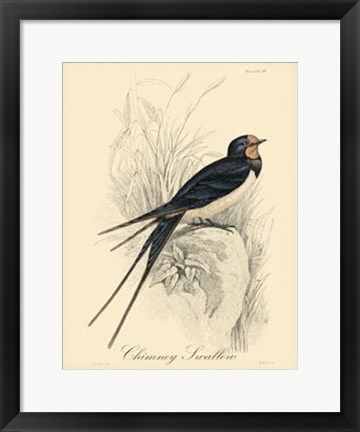 Framed Printed Chimney Swallow (A) Print