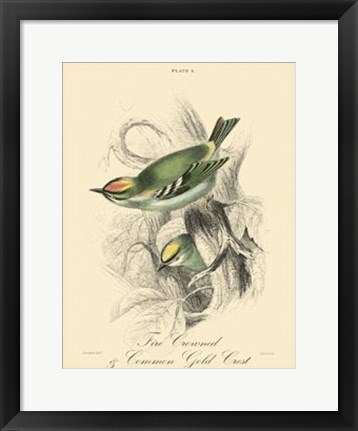 Framed Printed Fire-Crowned Crest (A) Print