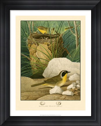 Framed Maryland Yellow-Throat Print