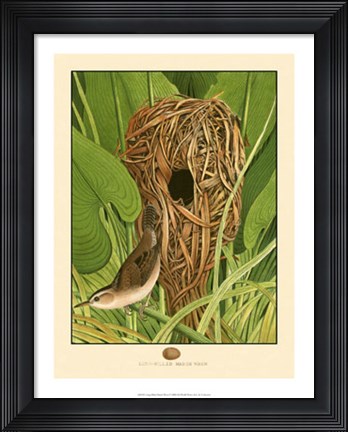 Framed Long-Billed Marsh Wren Print