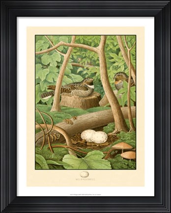 Framed Whippoorwill Print