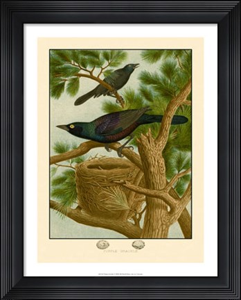 Framed Purple Grackle Print