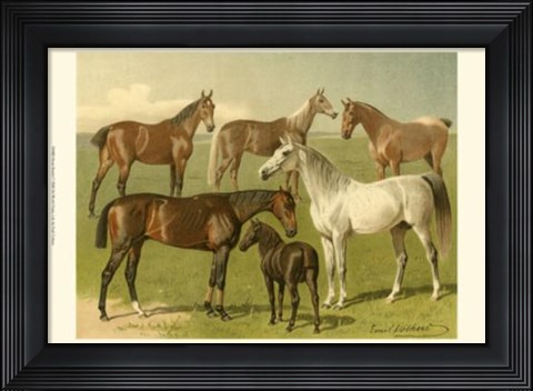 Framed Horse Breeds I Print