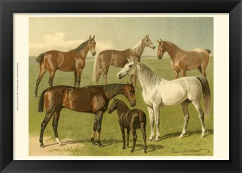 Framed Horse Breeds I Print