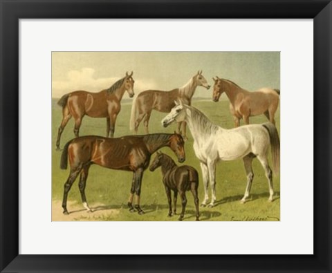 Framed Horse Breeds I Print