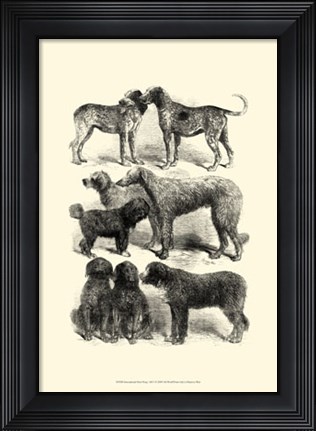 Framed International Show Dogs, 1863  I Print