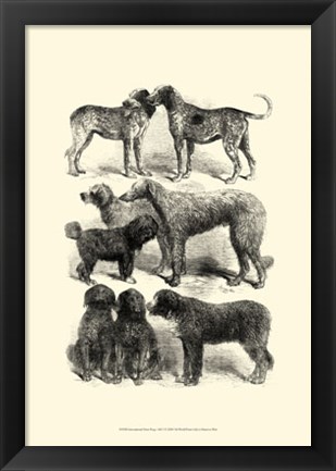 Framed International Show Dogs, 1863  I Print