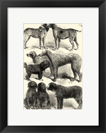 Framed International Show Dogs, 1863  I Print