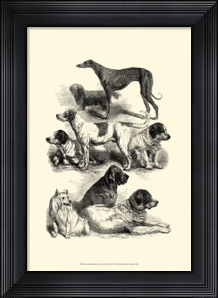 Framed International Show Dogs, 1863  II Print