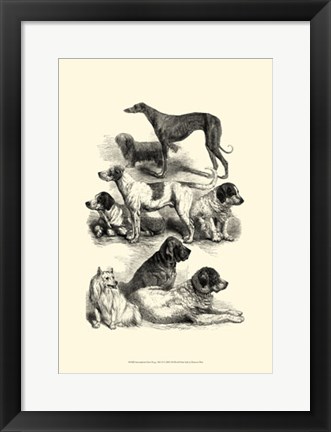 Framed International Show Dogs, 1863  II Print