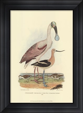 Framed Roseate Spoonbill Print