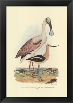 Framed Roseate Spoonbill Print