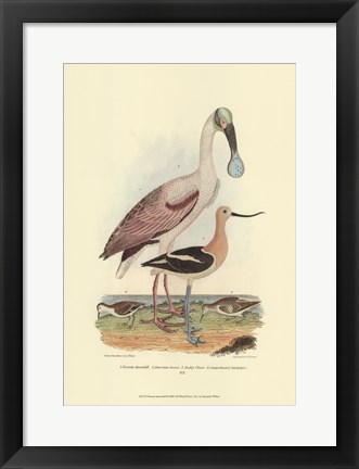 Framed Roseate Spoonbill Print