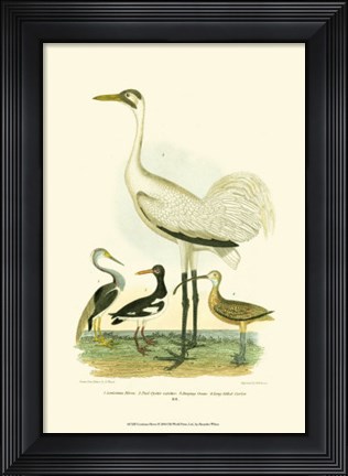Framed Louisiana Heron Print