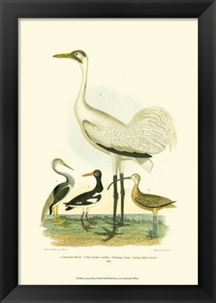 Framed Louisiana Heron Print