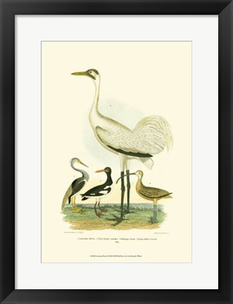 Framed Louisiana Heron Print