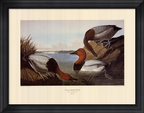 Framed Canvas Backed Duck Print