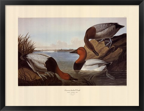 Framed Canvas Backed Duck Print