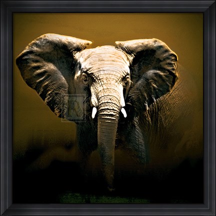 Framed On Safari Print