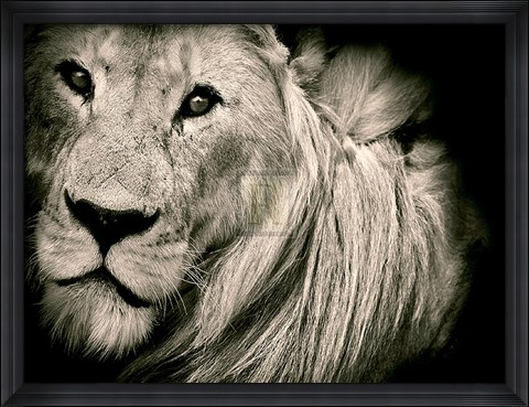 Framed Mane Event Print