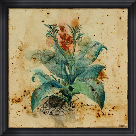 Framed Aloe II Print