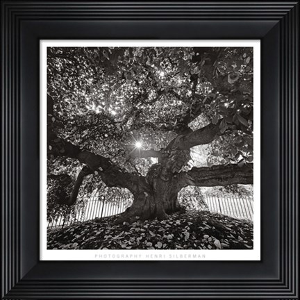Framed Under Camperdown Elm, Prospect Park Print