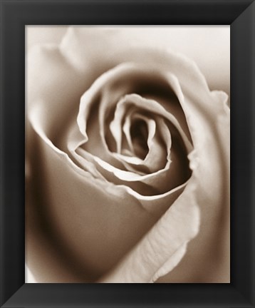 Framed Heart of the Rose Print