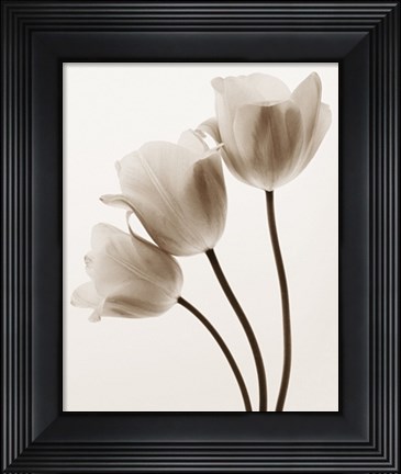 Framed Composition with Three Tulips Print