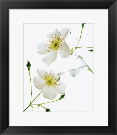 Framed Shades in Nature Print