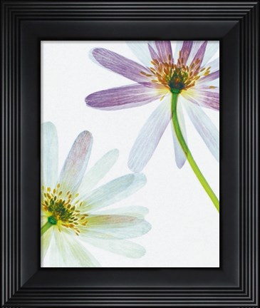 Framed Translucence Print
