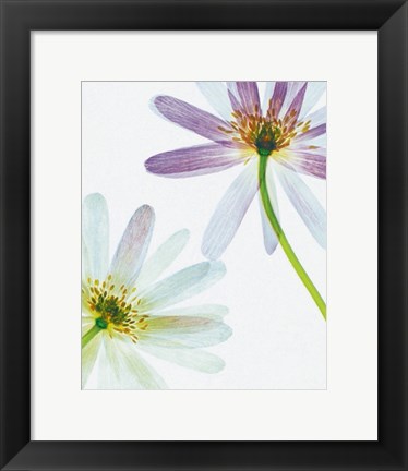 Framed Translucence Print