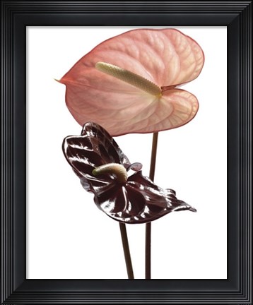 Framed Anthurium Print