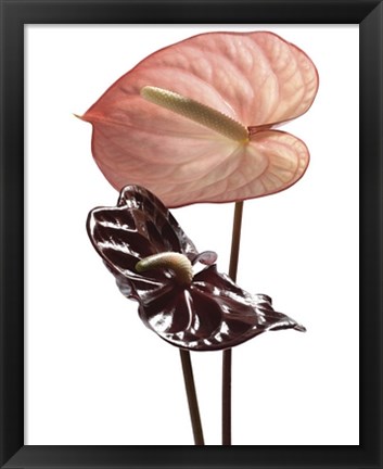 Framed Anthurium Print