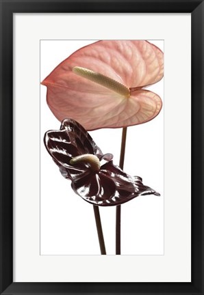 Framed Anthurium Print