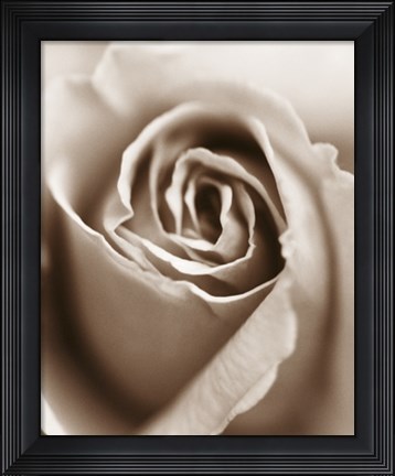 Framed Heart of the Rose Print