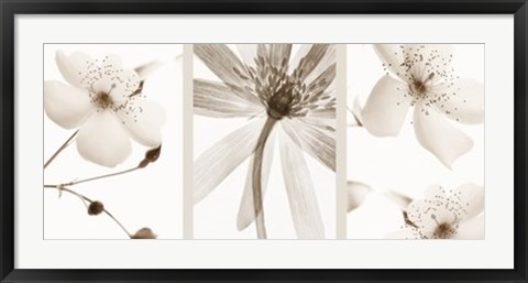 Framed Sepia Floral Print