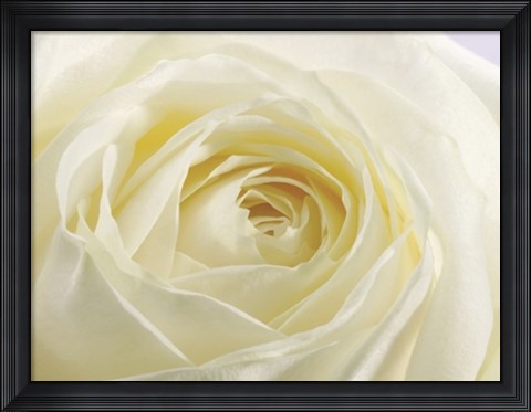 Framed Study of a White Rose Print