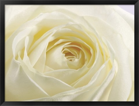 Framed Study of a White Rose Print