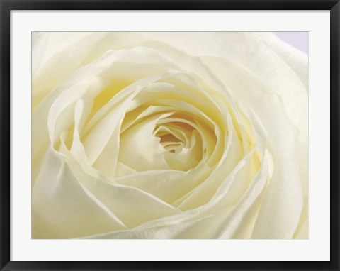 Framed Study of a White Rose Print