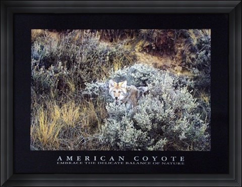 Framed American Coyote Print