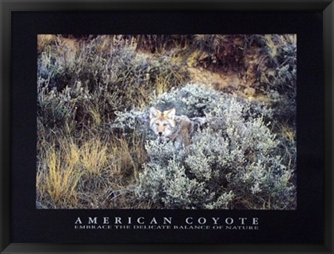 Framed American Coyote Print