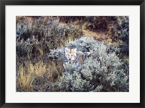 Framed American Coyote Print